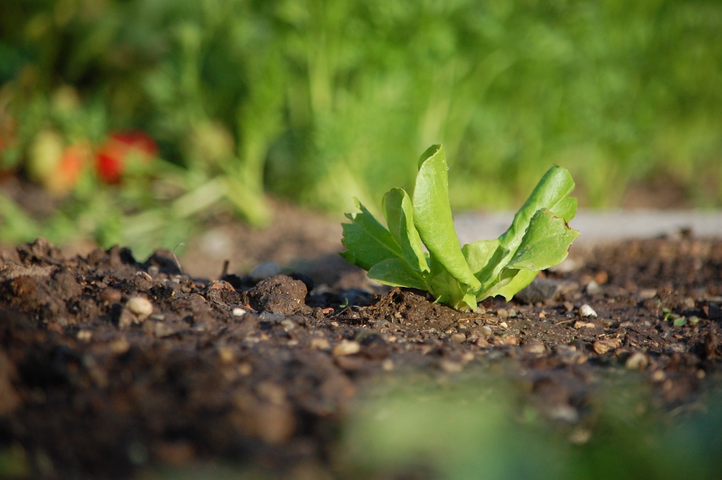 From Lawn to Farm: Transform Your Backyard