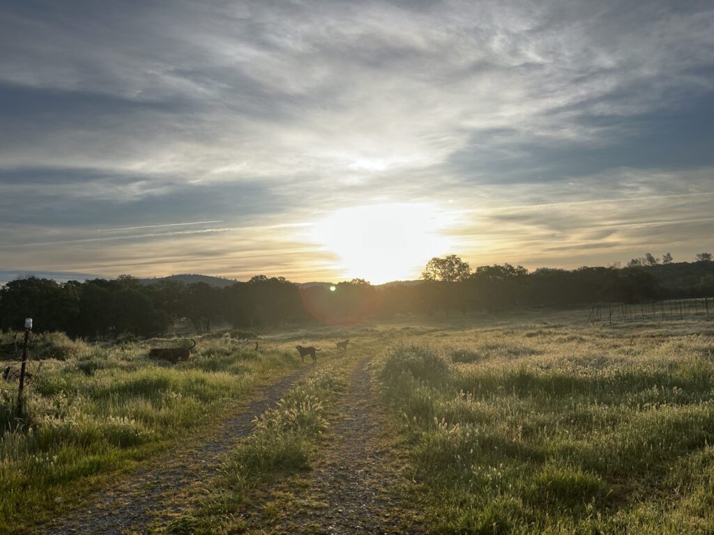 Sunrise in the backfield of the farm the Author lives on