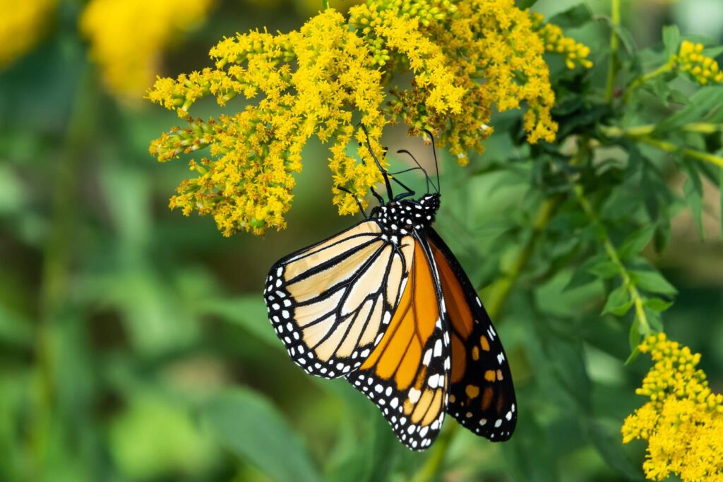 A monarch butterfly hanging from a yellow flower