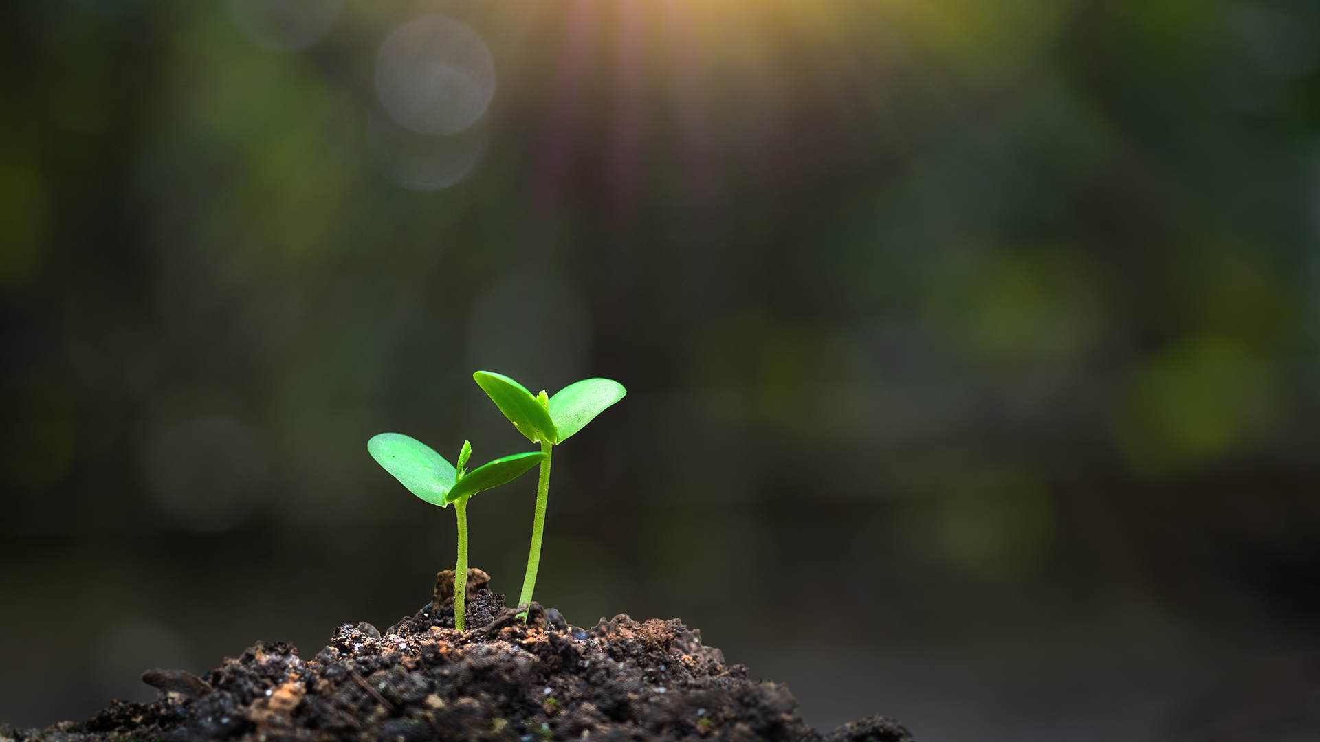 Healthy Soil, Thriving Gardens